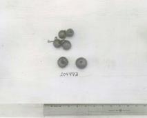 Click for 1 image(s) for this accession. FRUIT